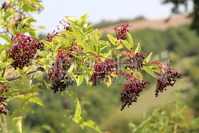 Green elderberry berries mature on branches