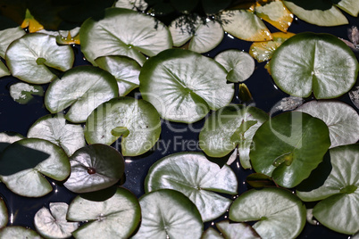 Beautiful Waterlily flower in the garden pond