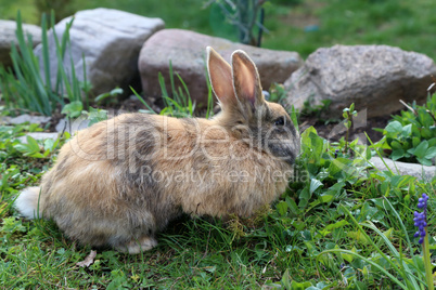 Beautiful cute rabbit on a green summer meadow.