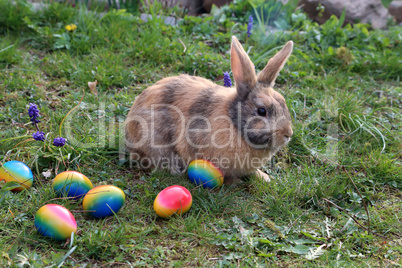 Funny little bunnies among Easter eggs on the grass