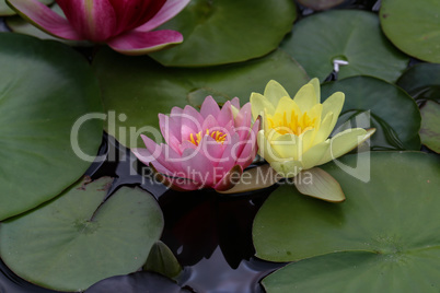 Beautiful Waterlily flower in the garden pond