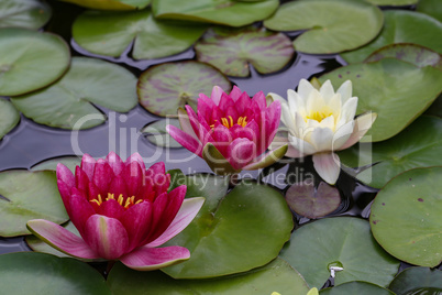 Beautiful Waterlily flower in the garden pond