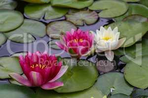 Beautiful Waterlily flower in the garden pond