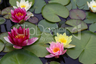 Beautiful Waterlily flower in the garden pond