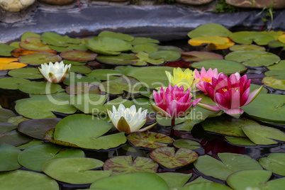 Beautiful Waterlily flower in the garden pond