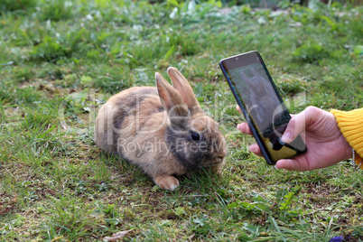 Beautiful cute rabbit on a green summer meadow.