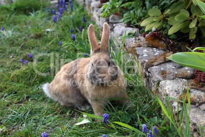 Beautiful cute rabbit on a green summer meadow.