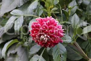 Red Dahlia flower in full bloom in the garden