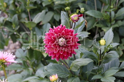 Red Dahlia flower in full bloom in the garden