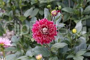 Red Dahlia flower in full bloom in the garden