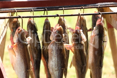 Smoking of fish / The process of smoking fish