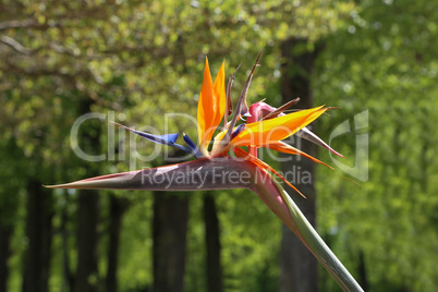 Colorful flower Bird of paradise - Strelitzia Reginae