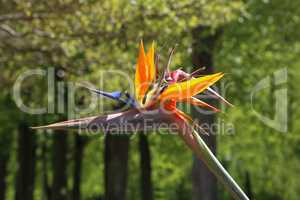 Colorful flower Bird of paradise - Strelitzia Reginae