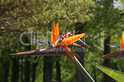 Colorful flower Bird of paradise - Strelitzia Reginae