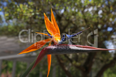 Colorful flower Bird of paradise - Strelitzia Reginae