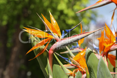 Colorful flower Bird of paradise - Strelitzia Reginae