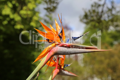 Colorful flower Bird of paradise - Strelitzia Reginae