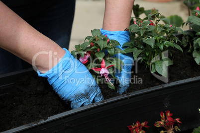 Planting flowers in the flower pots in spring