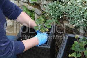 Planting flowers in the flower pots in spring