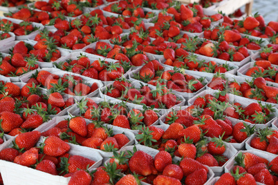 Fresh strawberries are on sale at the Bazaar