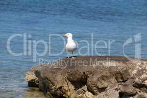 A sea gull sits on rocks near the shore