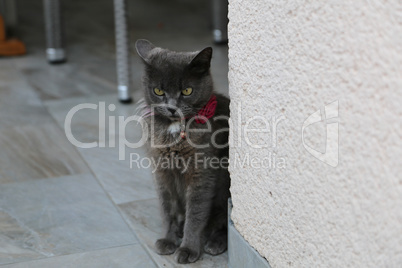 The Pets - The Beautiful grey cat angry