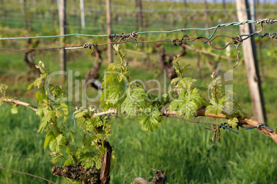 Green Grapes Vines in Vineyard during Spring