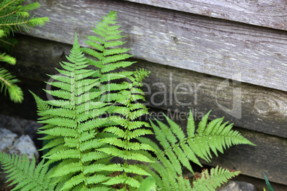 Beautyful ferns leaves - green foliage - natural floral