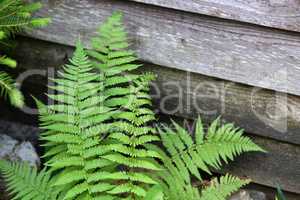 Beautyful ferns leaves - green foliage - natural floral