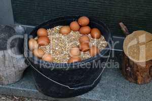 A bucket filled with grains and chicken eggs