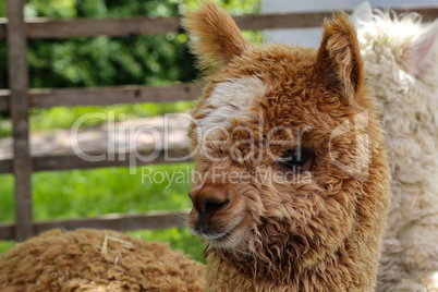 Brown funny alpaca looks into the camera on a green field