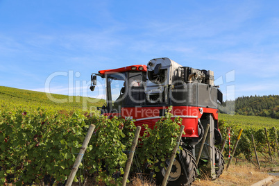 Harvesting grapes by a combine harvester