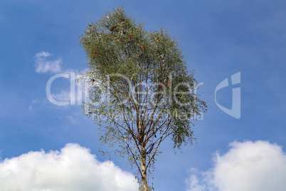 A traditional Maypole with colored ribbons on blue background