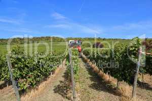 Harvesting grapes by a combine harvester