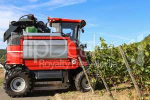 Harvesting grapes by a combine harvester