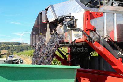 Harvesting grapes by a combine harvester