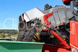 Harvesting grapes by a combine harvester