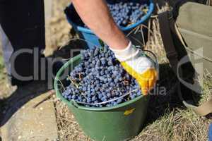 Harvesting of grapes