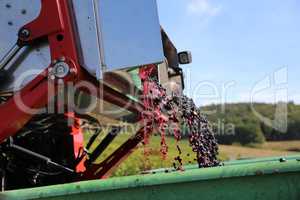 Harvesting grapes by a combine harvester