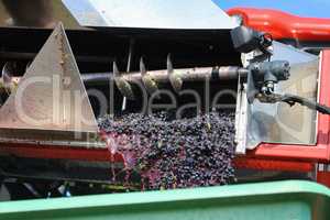 Harvesting grapes by a combine harvester