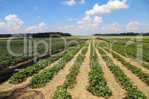 Strawberries / Field with strawberries