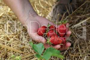 Strawberries / Freshly picked strawberries
