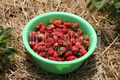 Strawberries / Freshly picked strawberries