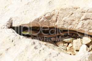 Little green lizard hid in a stone crevice