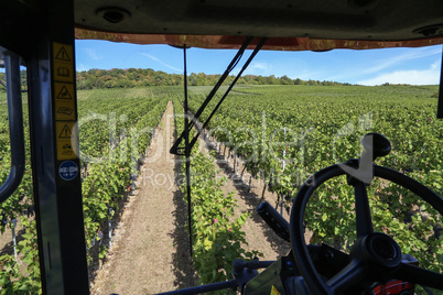 Harvesting grapes by a combine harvester