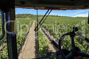 Harvesting grapes by a combine harvester