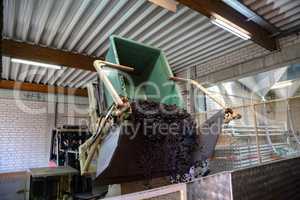 Unloading of the harvested grapes at the winery