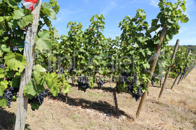 Grapes are ripening in the vineyard