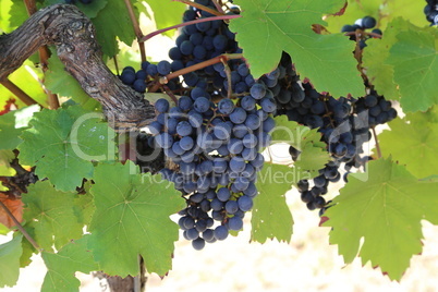 Grapes are ripening in the vineyard