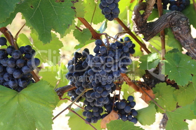 Grapes are ripening in the vineyard